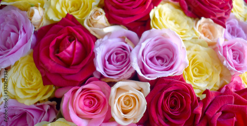 Close up beautiful roses background  blooming flower concept for Valentines day  Mothers day or wedding greeting card.