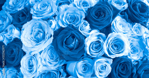 Close up blue roses background, blooming flower concept for Valentines day, Mothers day or wedding greeting card. Trendy color image.
