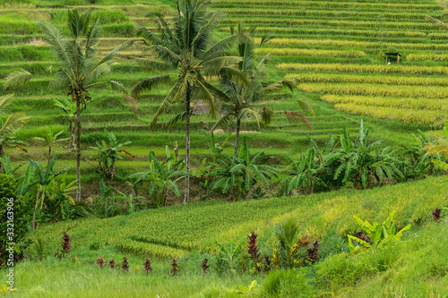 Bali, rice fields