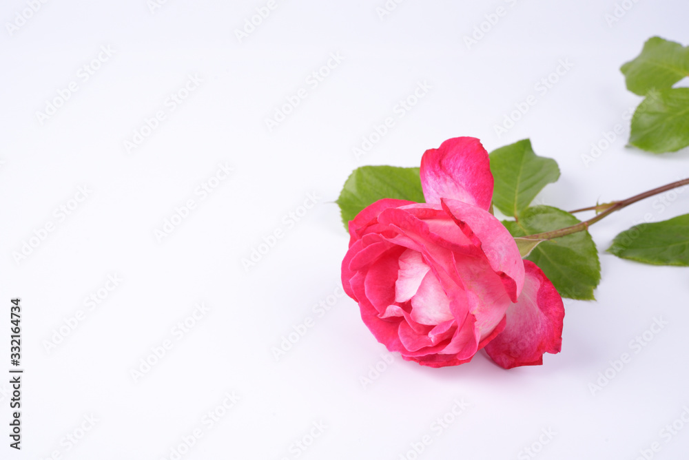 Fototapeta premium Rose