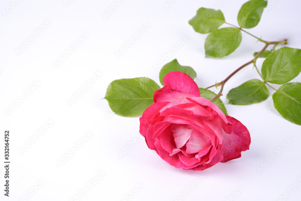 Fototapeta premium Rose