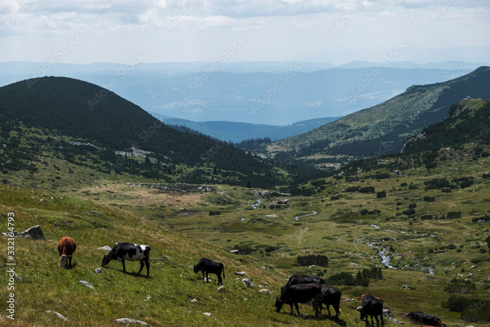 Group of cows grazing on a meadow , Rila mountain, Bulgaria.