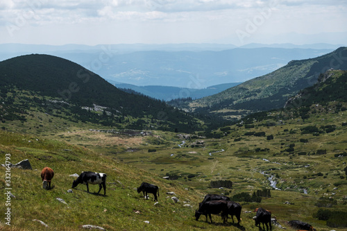 Group of cows grazing on a meadow , Rila mountain, Bulgaria.