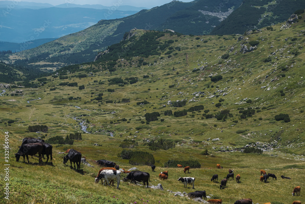 Meadow with herd of cows, Rila mountain, Bulgaria.