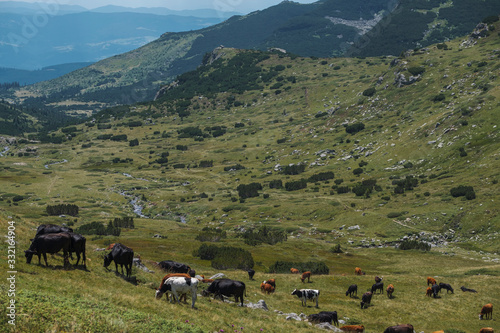 Meadow with herd of cows, Rila mountain, Bulgaria.
