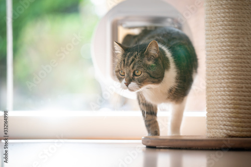 tabby white british shorthair cat coming home entering room through cat flap in window on a sunny day photo