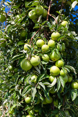 Apples tree branches with ripe fruits
