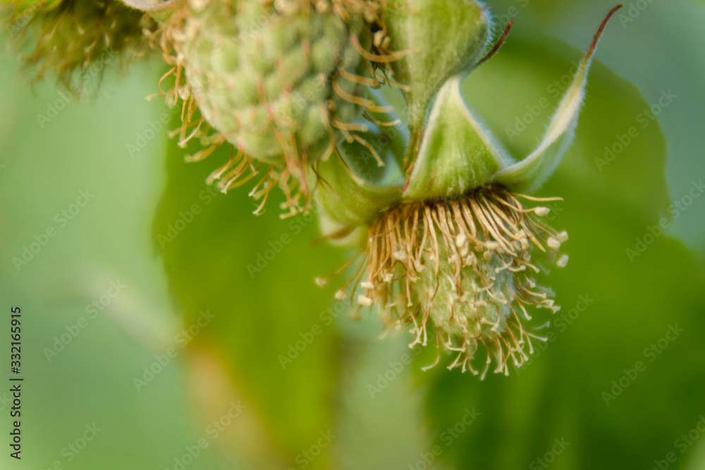 Obraz premium Close up view of a raspberry fruit on its mature processing at the plant