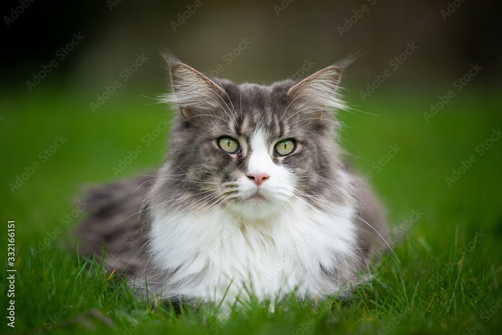 portrait of a beautiful maine coon cat resting on green grass looking at camera