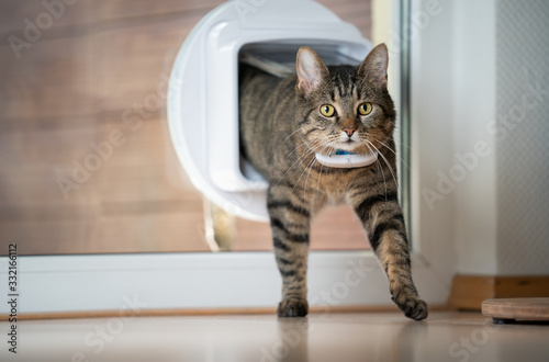 Foto tabby domestic cat coming home entering room through cat flap in window looking