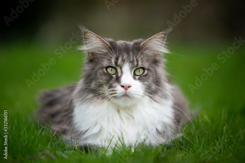 portrait of a beautiful maine coon cat resting on green grass looking at camera © FurryFritz