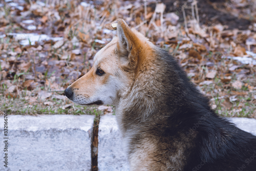 Fototapeta premium portrait of a dog