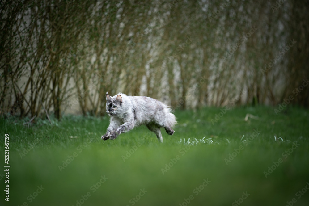 maine coon cat running outdoors in back yard maine coon cat running outdoors in back yard