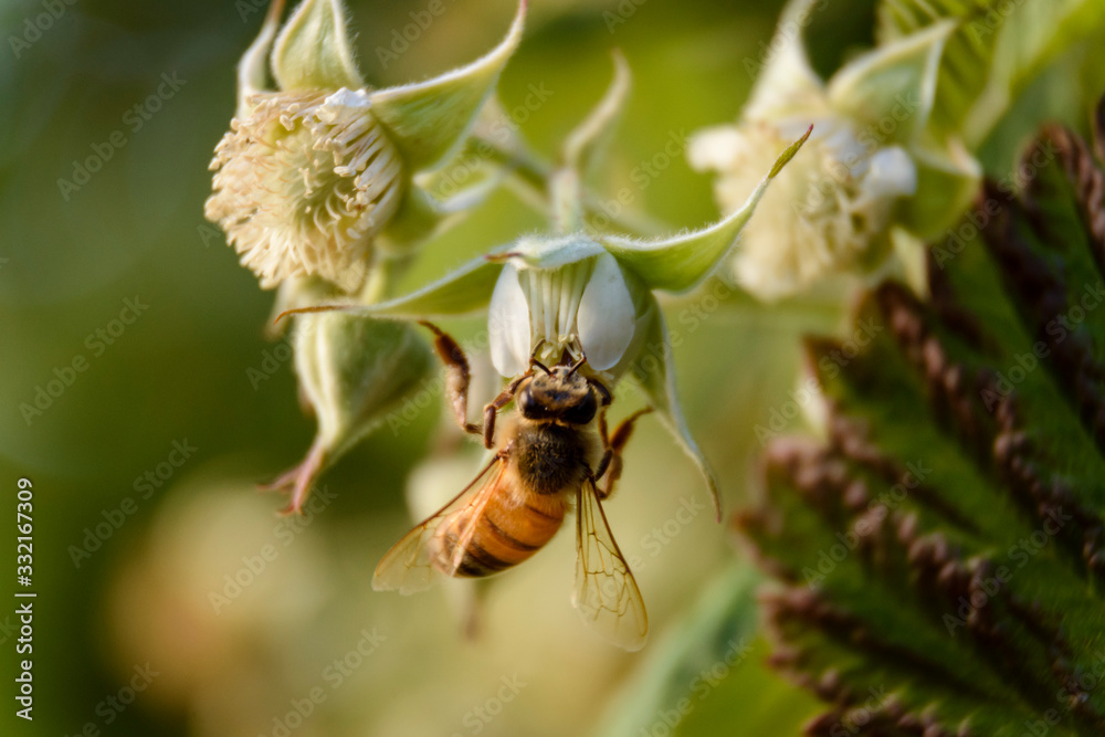 Close up view of a bee pollinizing a raspberry flower during spring season Close up view of a bee pollinizing a raspberry flower during spring season