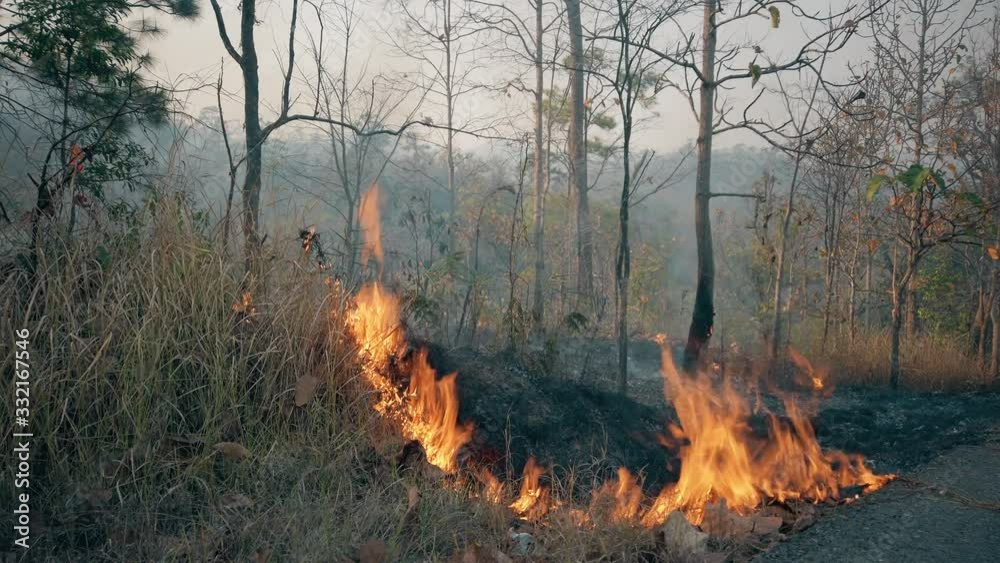 Bushfire near road in national park. Climat change crisis. Forest wildfire in dry season. Fotage 4k Bushfire near road in national park. Climat change crisis. Forest wildfire in dry season. Fotage 4k