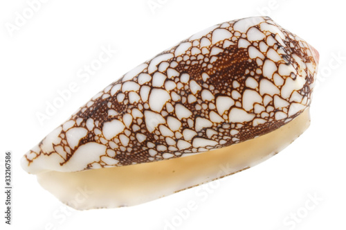 Empty sea shell isolated on white background