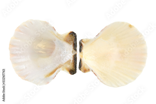 Empty sea shells isolated on white background