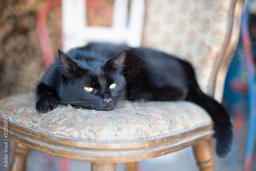 czarny kot © Piotr Wawruch