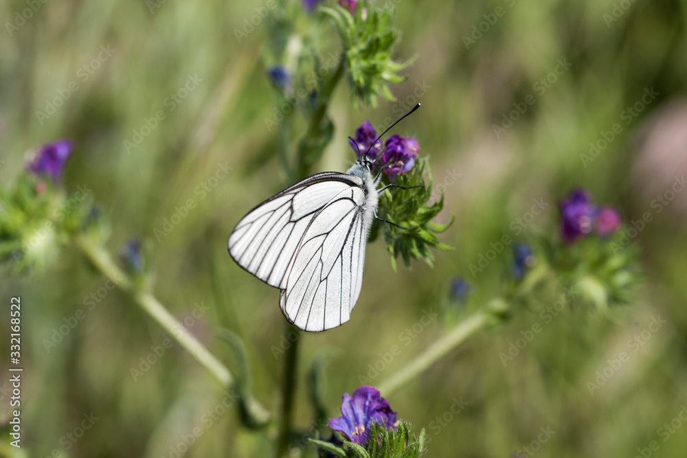 Pieridae, Hawthorn Butterfly, Black-veined White, Aporia crataegi, Asia Turkey Pieridae, Hawthorn Butterfly, Black-veined White, Aporia crataegi, Asia Turkey