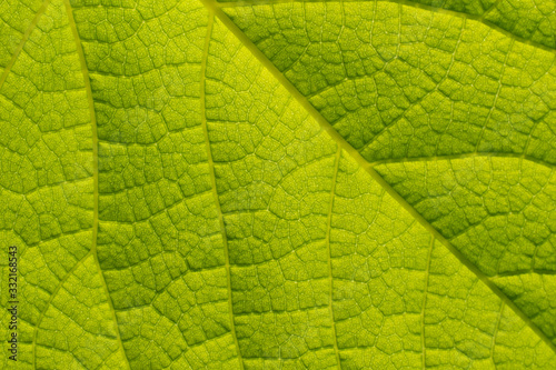 Closeup nature view of green leaf