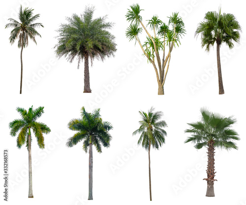 Collection Beautiful coconut and palm trees Isolated on white background , Suitable for use in architectural design , Decoration work , Used with natural articles both on print and website.