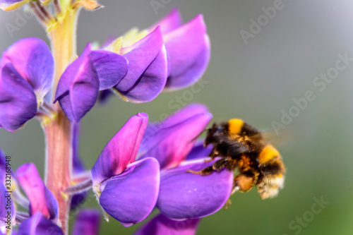 Close up view of a bumblebee pollinizing a colorful lupine flower during spring season
