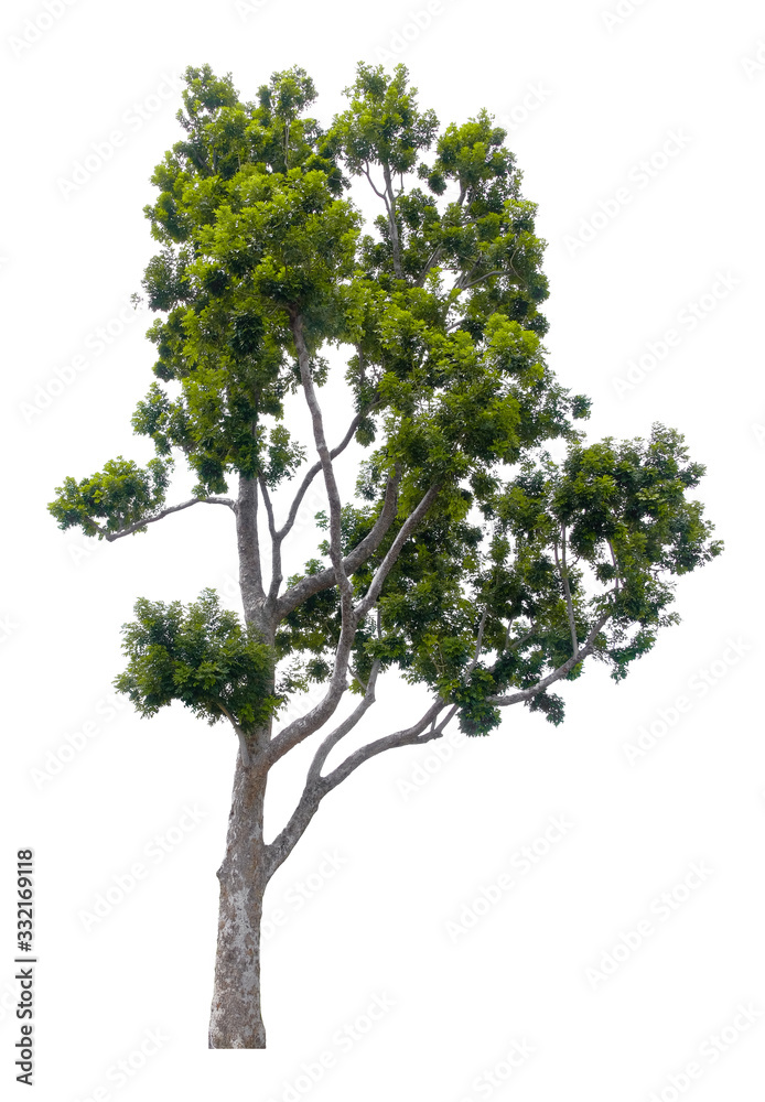 Tree isolated on white background. Suitable for use in architectural design or Decoration work. Used with natural articles both on print and website.