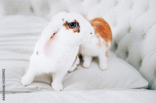 Domesticated animals. Cute little white and brown rabbit.