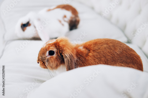 Domesticated animals. Cute little white and brown rabbit.