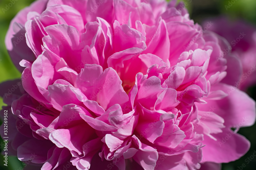 Beautiful pink pion. Super macro.