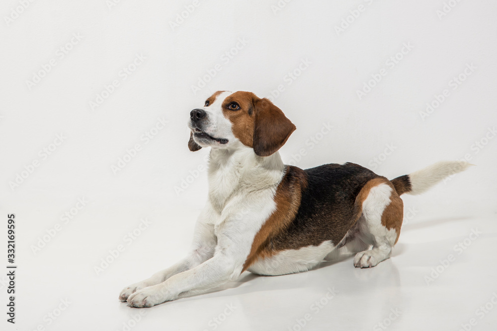 Beagle post im Studio vor weißem Hintergrund Beagle post im Studio vor weißem Hintergrund