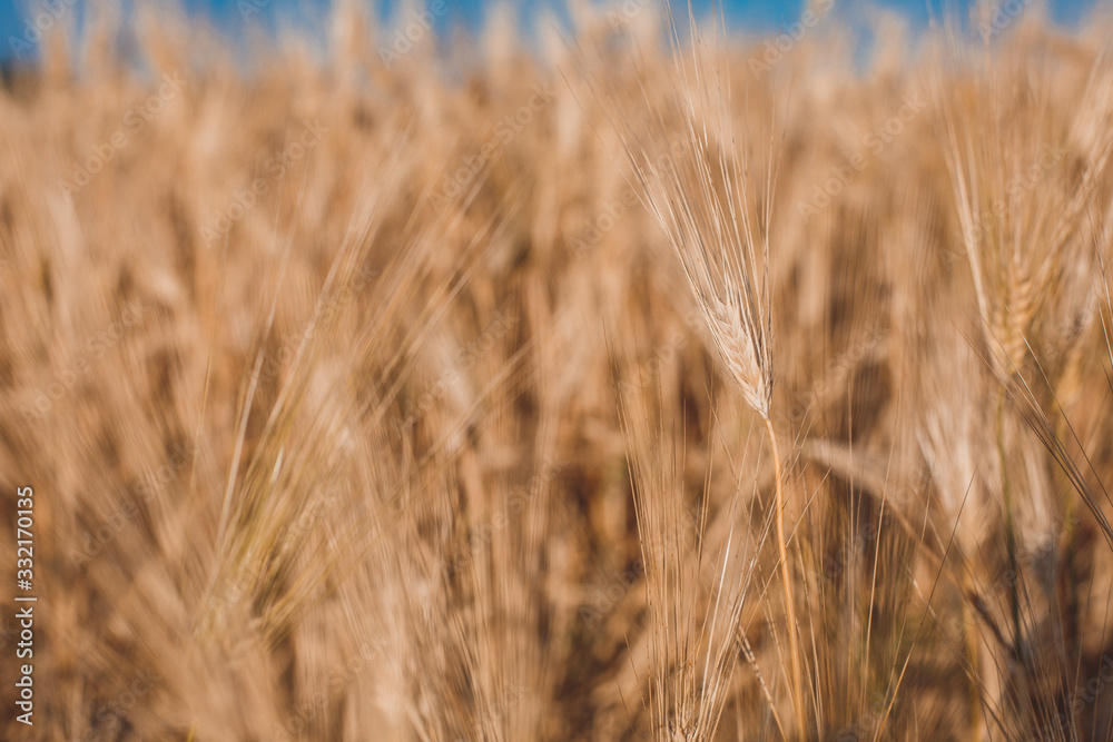 Fototapeta premium wheat field macro shooting of ears 3