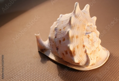 Huge size shell in the form of a snail