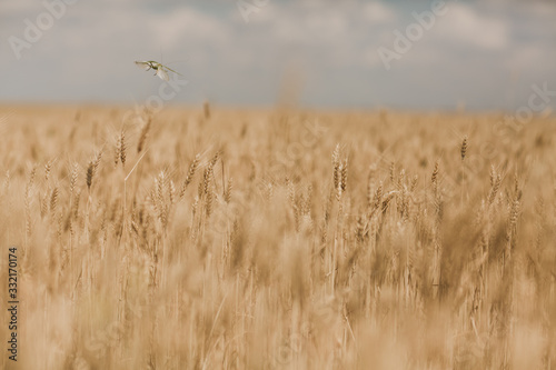 wheat field macro shooting of ears