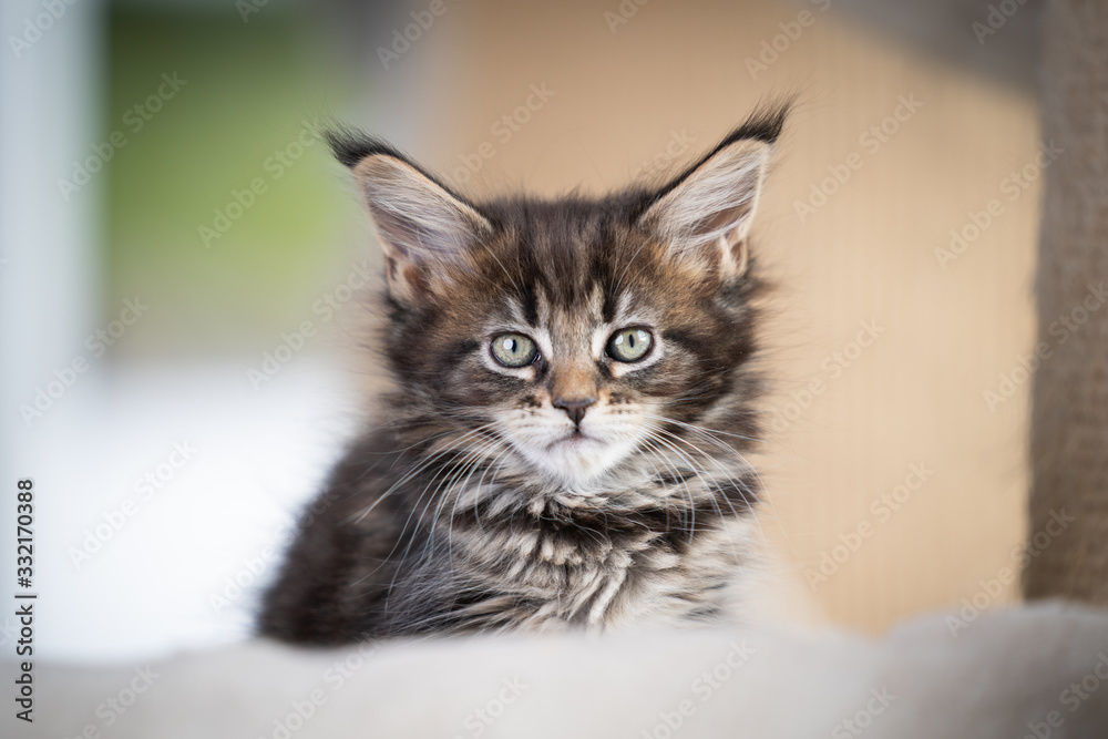 cute tabby maine coon kitten resting on scratching post pet bed looking at camera