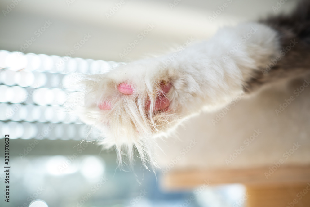 fluffy maine coon longhair cat's paw fluffy maine coon longhair cat's paw