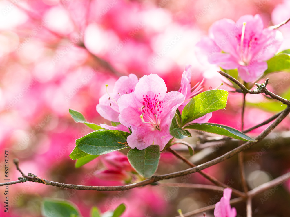 Blooming flowers of Rhododendron bush, azalea in spring, background