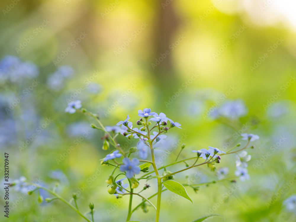 Siberian bugloss (Brunnera macrophylla) Jack frost cultivar flowers blooming in spring