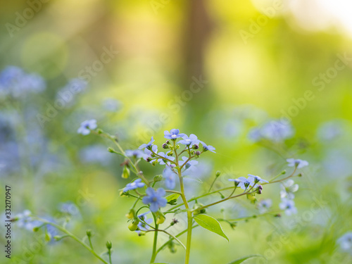 Siberian bugloss (Brunnera macrophylla) Jack frost cultivar flowers blooming in spring