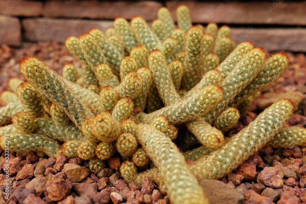 Blooming yellow flowers cactus plants in desert park and Succulent garden. Mammillaria Elongata on Brown pumice stone Blooming yellow flowers cactus plants in desert park and Succulent garden. Mammillaria Elongata on Brown pumice stone