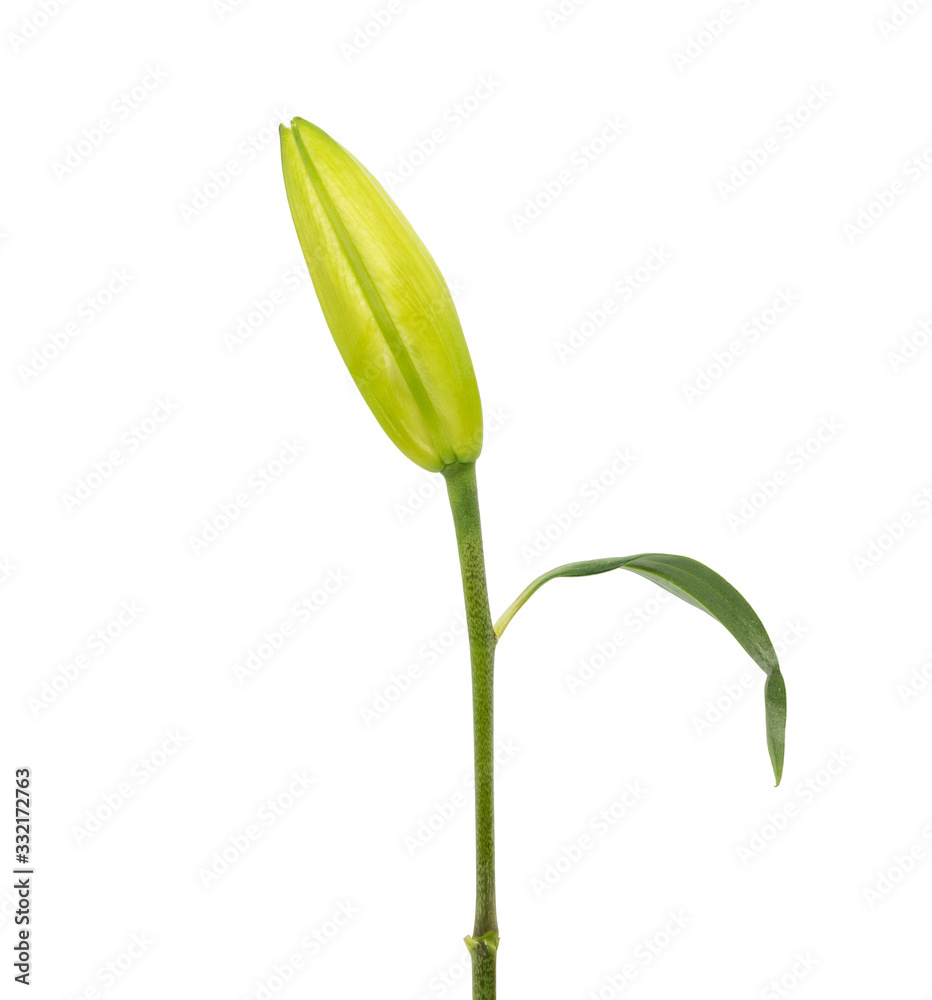 Single unopened yellow lily flower isolated on white background Single unopened yellow lily flower isolated on white background
