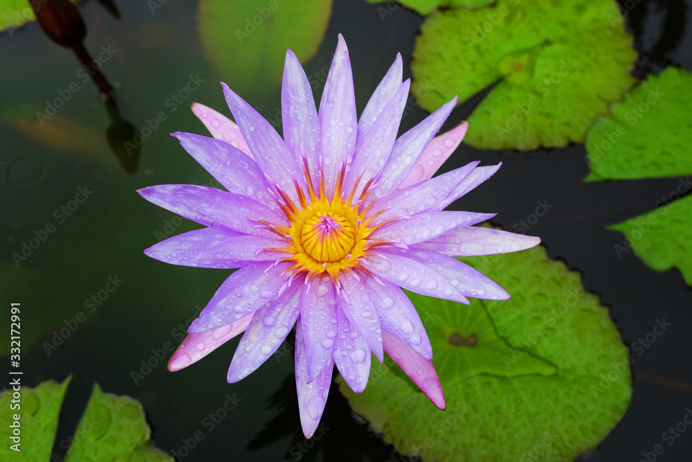 Water dew drop on Blooming Pink Water lily ( Nymphaea stellata Willd ) float in tranquil river garden. Tropical Purple lotus flowers in pond. Water dew drop on Blooming Pink Water lily ( Nymphaea stellata Willd ) float in tranquil river garden. Tropical Purple lotus flowers in pond.