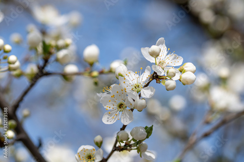 White spring cherry plum or Prunus cerasifera flowers blossoming in early springtime