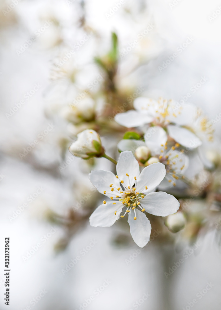 Beautiful petals of fresh bloom wild plum tree on a bokeh background. Early springtime nature concept. Selective focus. Beautiful petals of fresh bloom wild plum tree on a bokeh background. Early springtime nature concept. Selective focus.