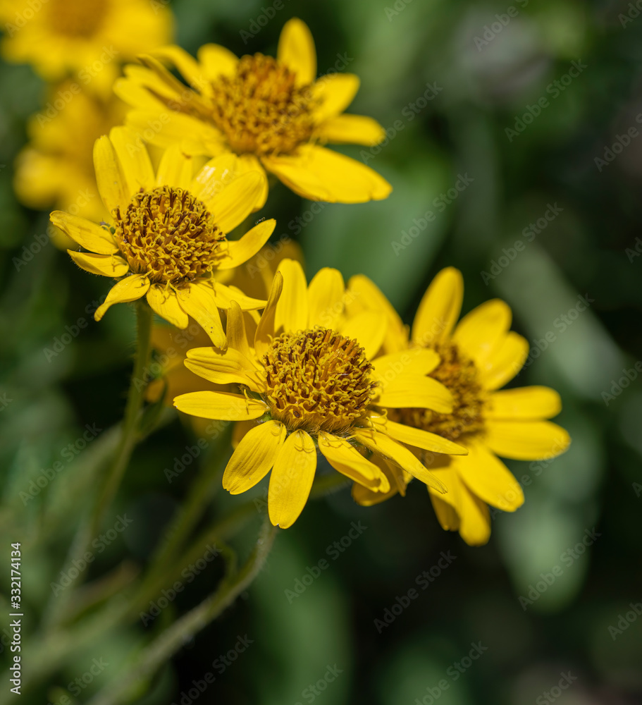 Close view of yellow Arnica(Arnica Montana) herb blossom.Shallow depth of field Close view of yellow Arnica(Arnica Montana) herb blossom.Shallow depth of field
