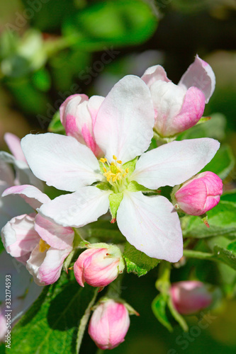 Apple garden