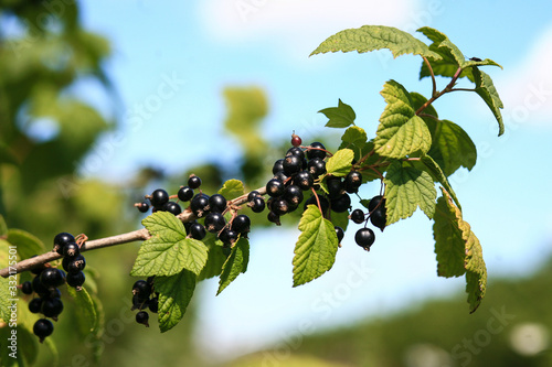 Branch of black currant in the garden photo