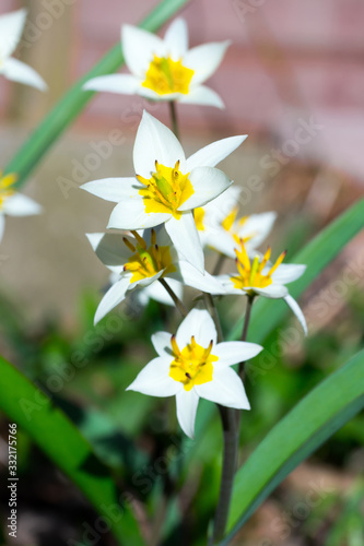 Closeup of Turkestan tulip flowers (Tulipa turkestanica)