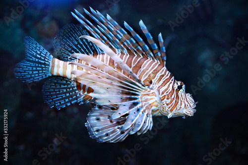 Pterois volitans. Red lionfish. Dangerous sea fish. © Tatiana Belova