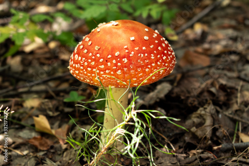 Beautiful fly agaric in the forest